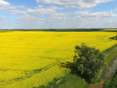 Polja uljane repice