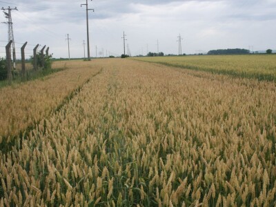 Dan polja strnih žita BC Hibrida