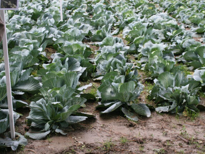 Timac ago - Dan polja kupusa