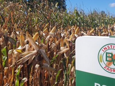 Dan polja BC hibrida kukuruza i suncokreta te sorti soje