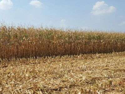 Pioneer Hi-Bred SRB