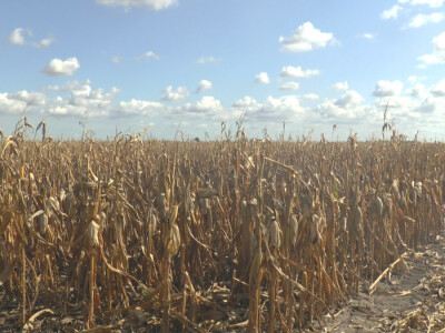 Pioneer hibridi kukuruza