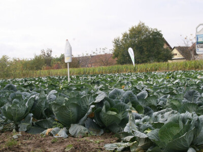 Timac ago - Dan polja kupusa