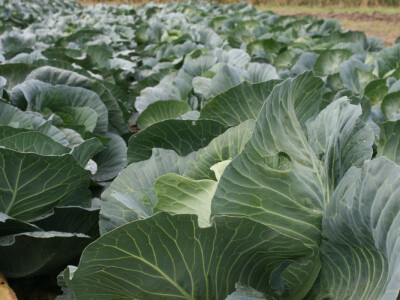 Timac ago - Dan polja kupusa