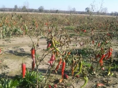 Polje paprike Polje paprike
