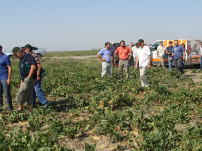 Dan polja KWS šećerne repe