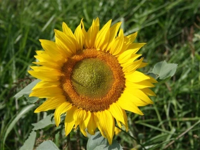 Suncokret