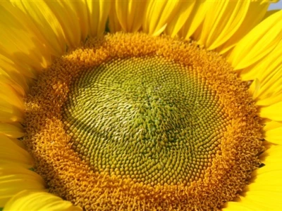 Suncokret