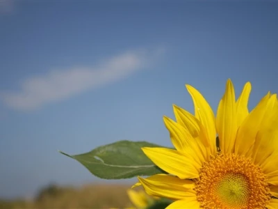 Suncokret