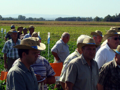 Dan polja šećerne repe Tvornice šećera Viro
