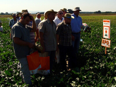 Dan polja šećerne repe Tvornice šećera Viro