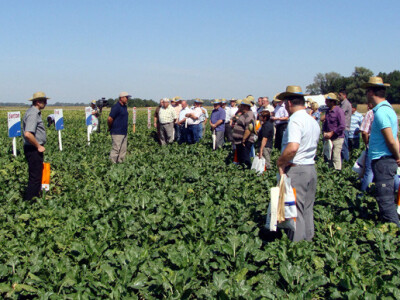Dan polja šećerne repe Tvornice šećera Viro