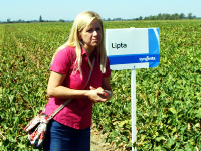 Dan polja šećerne repe Tvornice šećera Viro