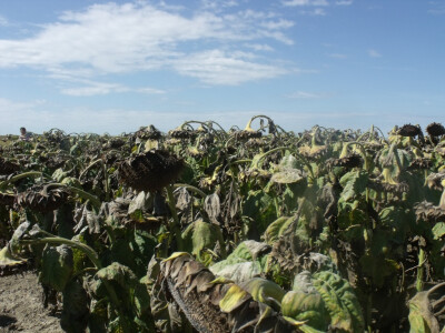 Anto Mijić - suncokret Anto Mijić - suncokret