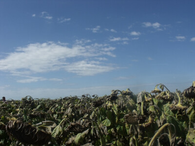 Dani polja kukuruza, soje i suncokreta