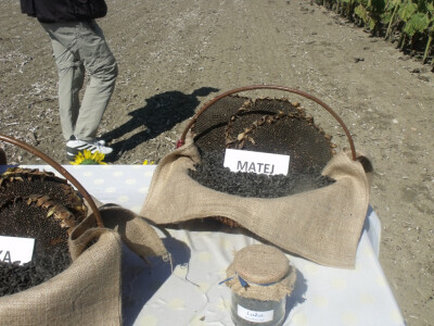 Dani polja kukuruza, soje i suncokreta