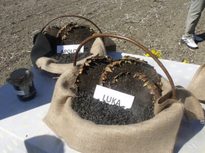 Anto Mijić - suncokret Anto Mijić - suncokret