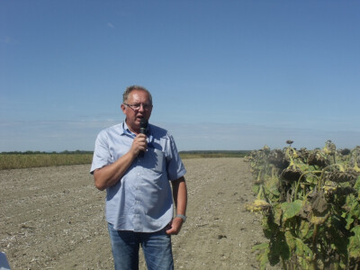 Anto Mijić - suncokret Anto Mijić - suncokret