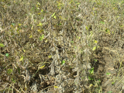 Dani polja kukuruza, soje i suncokreta