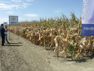 Dani polja kukuruza, soje i suncokreta
