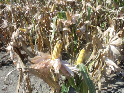 Dani polja kukuruza, soje i suncokreta