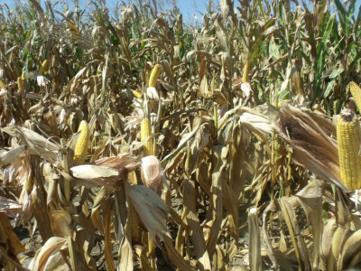 Dani polja kukuruza, soje i suncokreta