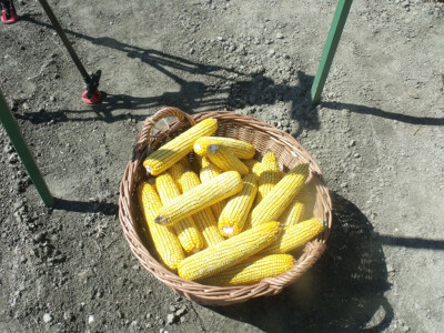 Dani polja kukuruza, soje i suncokreta