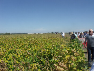 Dani polja kukuruza, soje i suncokreta