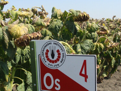 Dan polja suncokreta IPK Tvornice ulja Čepin