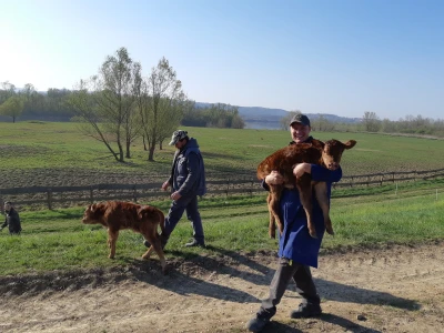 Poljo-Davor