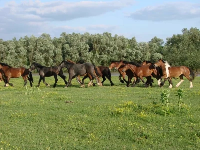 Poljo-Davor