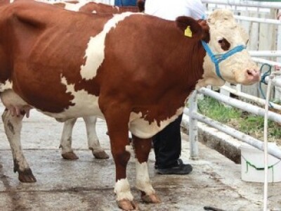 Kako Bjelovarsko-bilogorska županija pomaže poljoprivrednicima