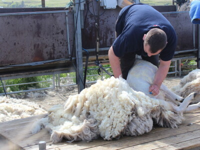 Poljoprivreda Škotske