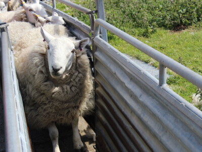 Poljoprivreda Škotske