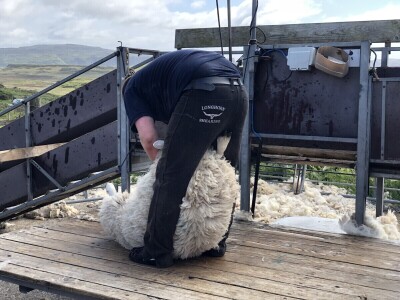 Poljoprivreda Škotske