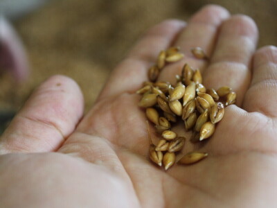 Poljoprivreda Škotske