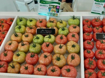 Poljoprivreda Turske