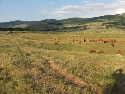 Poljoprivreda u pustoši