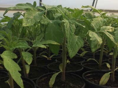 Poljoprivredna i veterinarska škola Osijek- sadnice