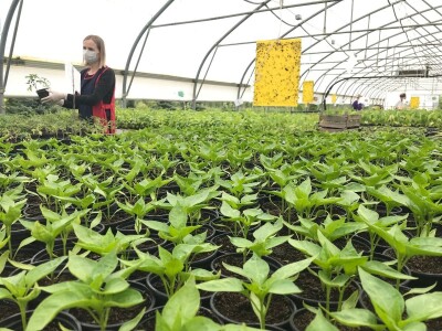 Poljoprivredna i veterinarska škola Osijek- sadnice