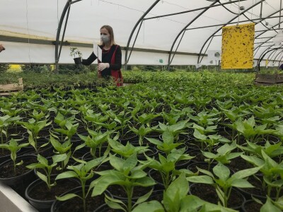 Poljoprivredna i veterinarska škola Osijek- sadnice