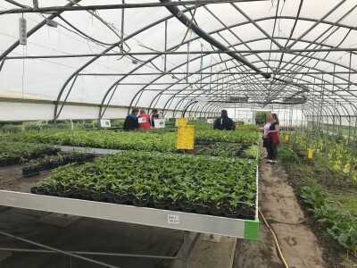 Poljoprivredna i veterinarska škola Osijek- sadnice