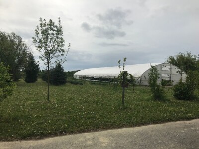 Poljoprivredna i veterinarska škola Osijek- sadnice