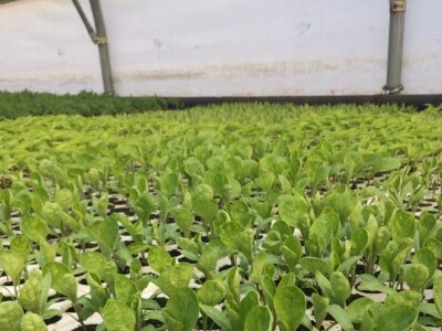 Poljoprivredna i veterinarska škola Osijek- sadnice