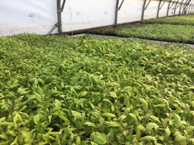 Poljoprivredna i veterinarska škola Osijek- sadnice