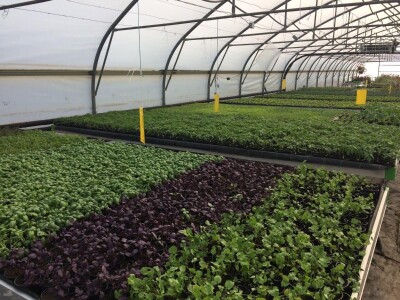 Poljoprivredna i veterinarska škola Osijek- sadnice