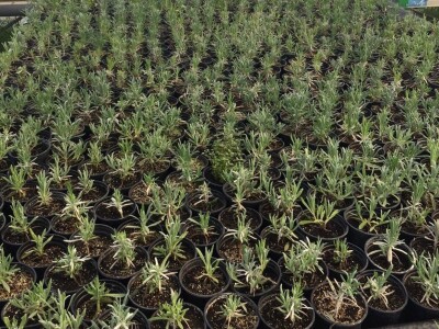 Poljoprivredna i veterinarska škola Osijek- sadnice