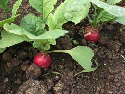 Poljoprivredna i veterinarska škola Osijek- sadnice