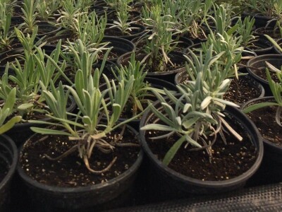 Poljoprivredna i veterinarska škola Osijek- sadnice