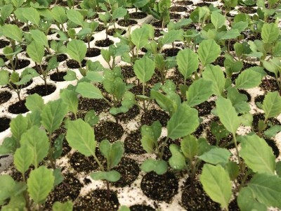 Poljoprivredna i veterinarska škola Osijek- sadnice